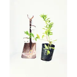 Brunsfelsia Floribunda "Yesterday Today & Tomorrow" 10 liter