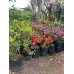 Azalea "Mixed Colours" 5Liter
