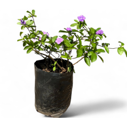 Brunsfelsia Floribunda "Yesterday Today & Tomorrow" 20 liter