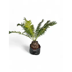 Encephalartos Manikensis "Gorongo Cycad" 40Liter