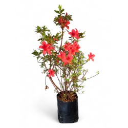 Azalea "Mixed Colours" 5Liter