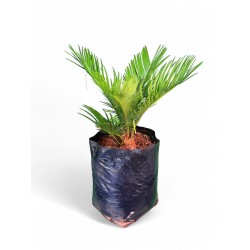 Cycas Revoluta "King Sago" 10Liter