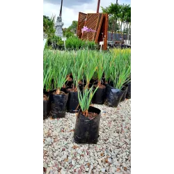 Tulbaghia Violacea "Society Garlic" 2Liter
